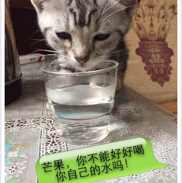 办理布林莫尔学院 毕业证成绩单